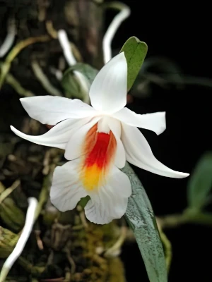 Image de Dendrobium chrystianum 1